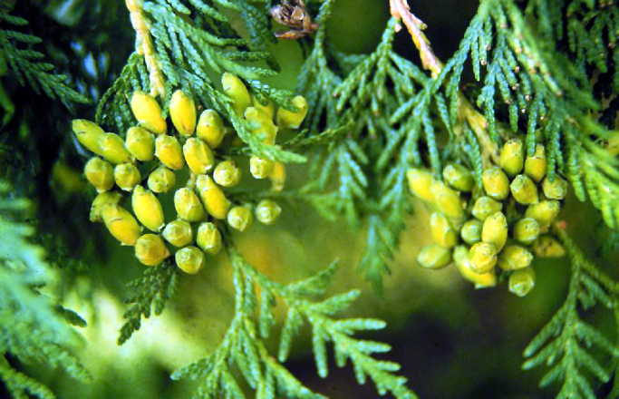 Rastlina Thuja occidentalis
